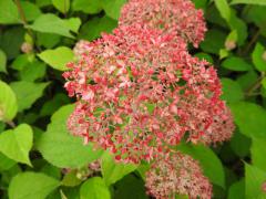 Obr�zok (3)