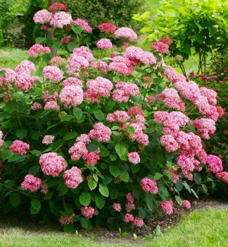 Hortenzie strom�ekovit� �PINK PERCUSSION� 40-50 cm, kont. 2,5 l