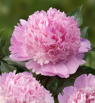 Pivoka bylinn 'ANGEL CHEEKS', kont. 1,5 l