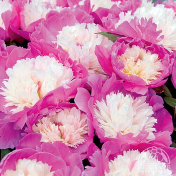 Pivoka bylinn 'CORA STUBBS' kont. 1,5 l