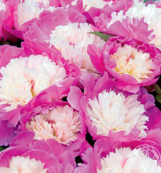 Pivoka bylinn 'CORA STUBBS' kont. 2 l