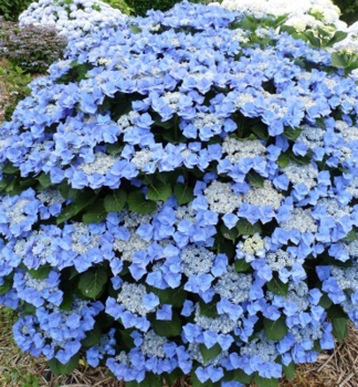 Hortenzie velkolist BLAUMEISE 20-30 cm, kont. 1,4 l