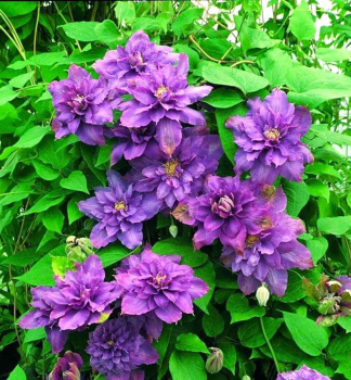 Plamnek velkokvt LAVENDER BEAUTY 40-50 cm, kont. 1,6 l, vyvzan
