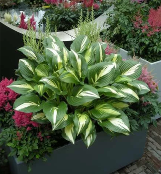 Hosta (Bohyka) AMERICAN SWEETHEART kont. 1 l