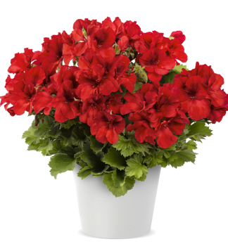 Pelargonie velkokvt ARISTOBRIGHT RED, kont. 0,3 l