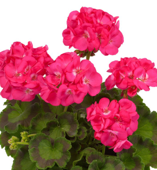 Pelargonie vzpmen DAZZLING PINK, kont. 0,3 l