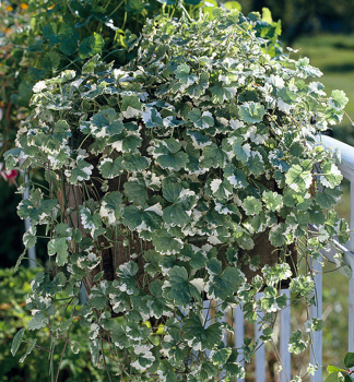 Plektrant Forsterov �VARIEGATUM�, kont. 0,5 l