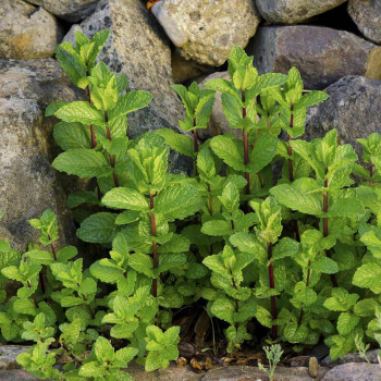 Mta klasnat SPEARMINT, kont. 0,5 l
