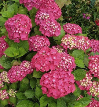 Hortenzie velkolist ROTKEHLCHEN 10-15 cm, kont. 1,4 l