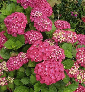 Hortenzie velkolist� �ROTKEHLCHEN� 10-15 cm, kont. 1,4 l