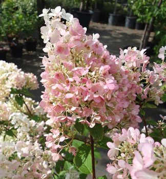 Hortenzie latnat PINK DIAMOND 30-40 cm, kont. 2 l