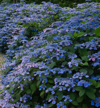 Hortenzie pilovit� �VEERLE�� 30-40 cm, kont. 2,5 l