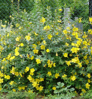 Tezalka HIDCOTE kont. 1,4 l