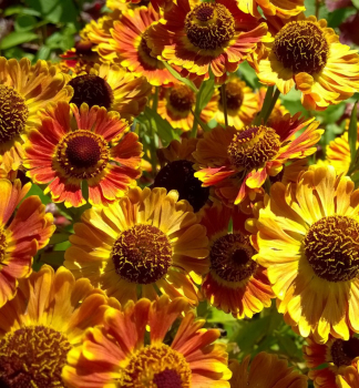 Helenium MARIACHI FUEGO kont. 1 l