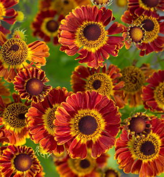 Helenium MARIACHI FUEGO kont. 0,5 l