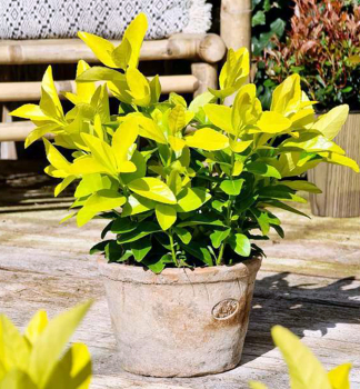 Brslen japonsk EL DORADO 20-30 cm, kont. 3 l