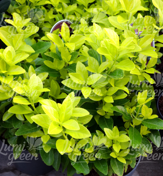 Obr�zok (5)