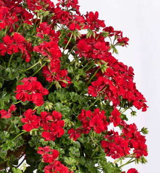 Pelargonie pevisl BECKY, kont. 0,3 l