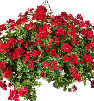 Pelargonie pevisl BECKY, kont. 0,3 l