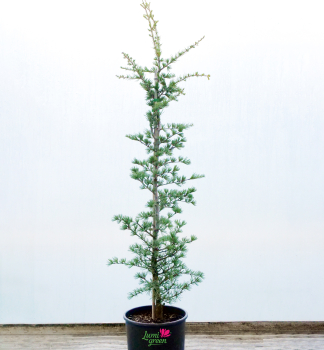 Cedr himlajsk 'ROBUSTA' 120-130 cm, kont. 10 l 