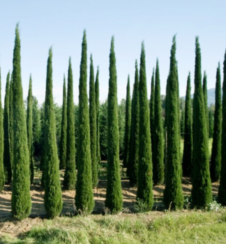 Cyp�i� v�dyzelen� �PYRAMIDALIS� 100-120 cm, kont. 10 l