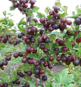 Angret stromkov rezistentn NEGU na kmnku 60 cm, prostok.