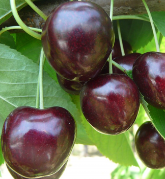 Obr�zok (4)