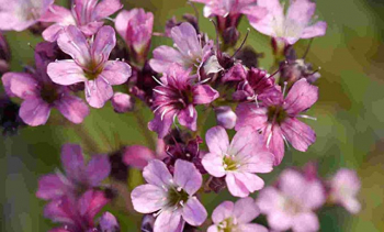 Obrzok (4)