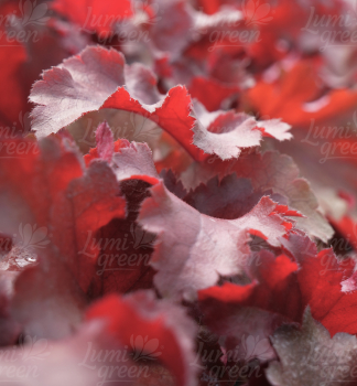 Obr�zok (6)
