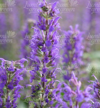 Obrázok (9) Obrázok (9)