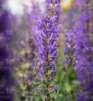 Obrázok (8) Obrázok (8)