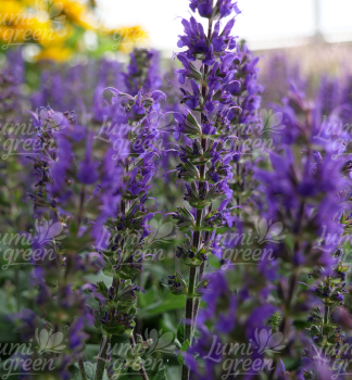 Obrázok (7) Obrázok (7)