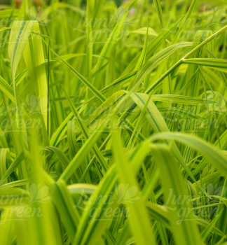 Obr�zok (1)