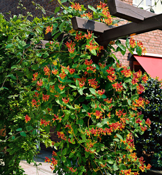 Zimolez Heckrottii GOLDFLAME 40-50 cm, kont. 2 l, vyvzan