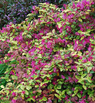 Loropetalum ��nsk� �DAYBREAK�S FLAME� 30-40 cm, kont. 2,5 l