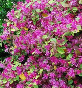 Loropetalum nsk DAYBREAKS FLAME 40-50 cm, kont. 2,5 l