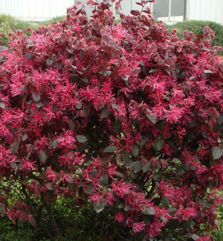 Loropetalum nske PIPAS RED 20-30 cm, kont. 2,5 l
