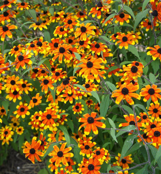 Tapatka (Rudbkia) trojlalon PRAIRE GLOW kont. 0,5 l