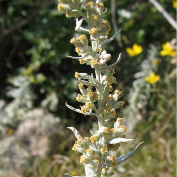 Obrzok (5)