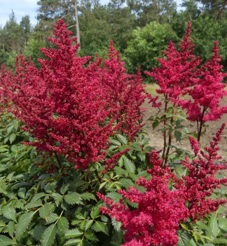 echrava nsk RED SKYSCRAPER kont. 1,5 l