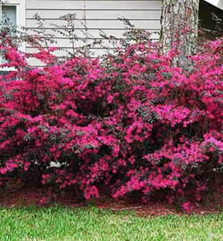 Loropetalum nske FIRE DANCE 30-40 cm, kont. 1,5 l