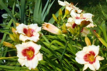 Obrzok (2)