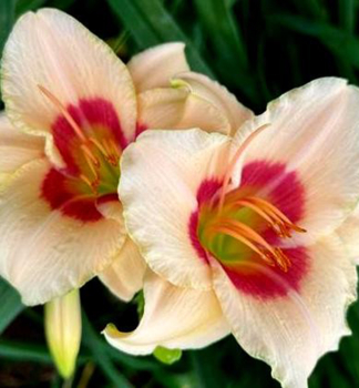 Denivka hybridn BRILLANT CIRCLE kont. 1 l