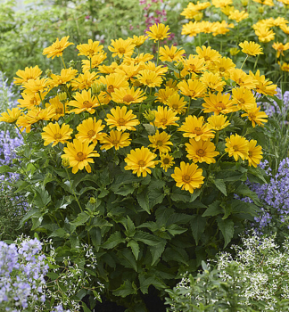 Heliopsis (Janeba) ORIOLE SINGLE YELLOW kont. 0,5 l