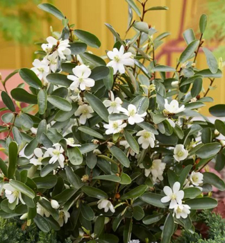 ��cholan velkokv�t� �VANILLA PEARLS�� 60-70 cm, kont. 3 l