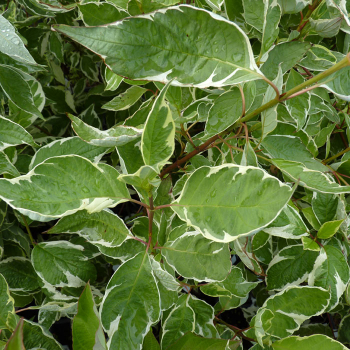 Obrzok (2)