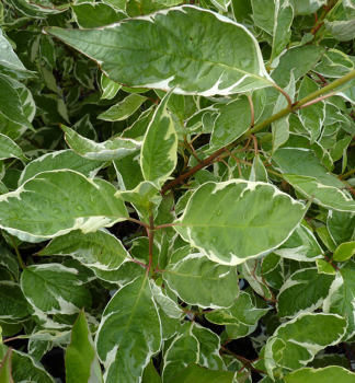 Sv�da b�la �ARGENTEOMARGINATA� 100-110 cm, kont. 1,5 l