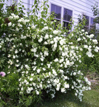 Pustoryl BOUQUET BLANC 40-50 cm, kont. 2,5 l