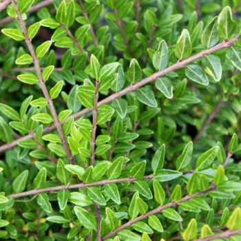 Obrzok (2)