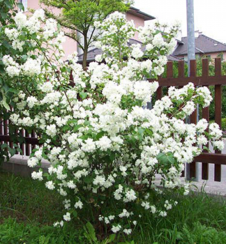 Pustoryl vncov 'DAME BLANCHE' 30-40 cm, kont. 2,5 l